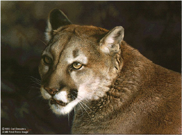 (image for) Handmade oil painting Copy paintings of famous artists Carl Brenders Paintings Close up Cougar